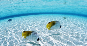 Read more about the article Giấc Mơ Thấy Cá Hổ Ẩn Chứa Nhiều Ý Nghĩa và Điềm Báo Đặc Biệt Ku11