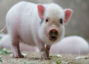 Read more about the article Con Heo Số Mấy Giúp Người Chơi Trúng Đậm, Rước Tài Lộc Kubet77?