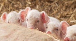 Read more about the article Mơ Lợn Đẻ Là Điềm Gì? Đánh Con Gì Dễ Trúng Kubet?